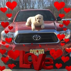 Meet your Posher, Ralph